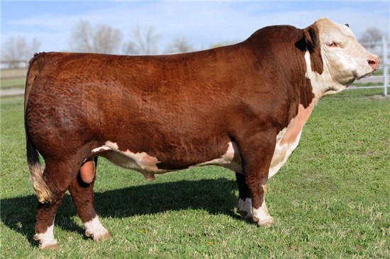 Мясные породы скота - Winagro