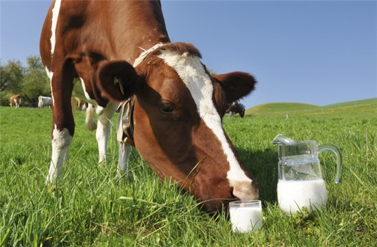 молочные коровы