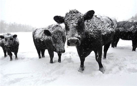 коровы в холодном регионе