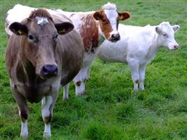 Мясо-молочные породы скота