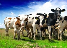 Молочные породы скота